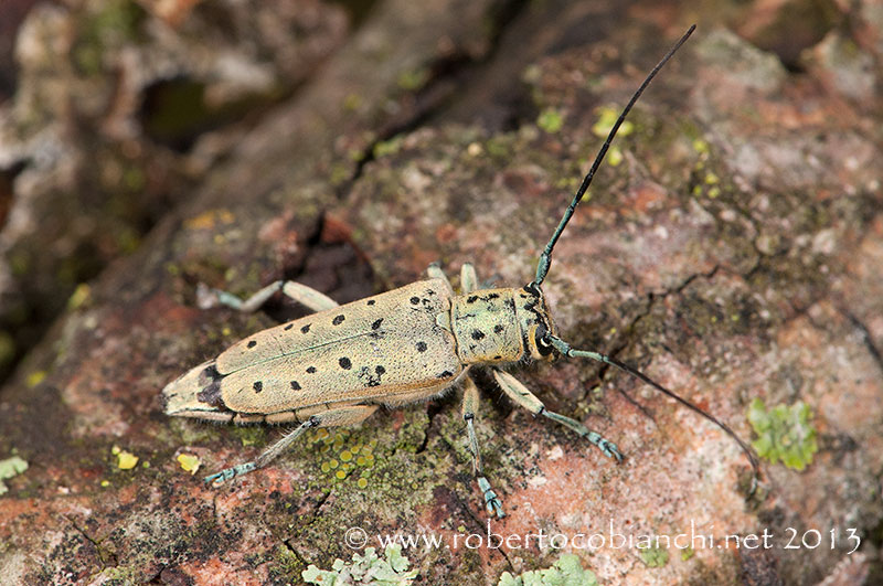 Saperda punctata?